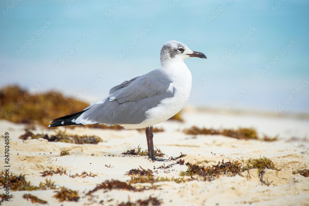 seagull on the beach seagull on the beach