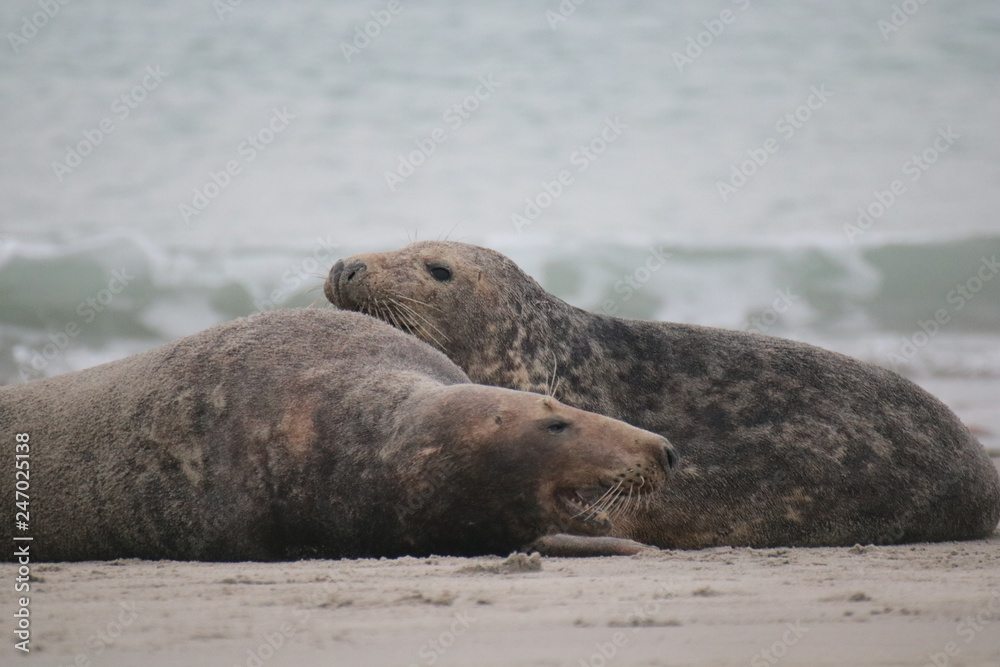 Fototapeta premium Robben Helgoland Nordsee