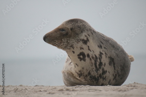 Robben Helgoland Nordsee