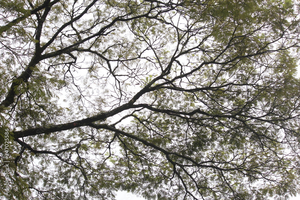 Obraz premium branches of a tree