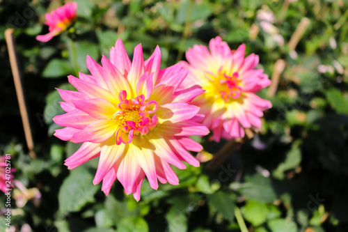 Pink flower blossom in the garden