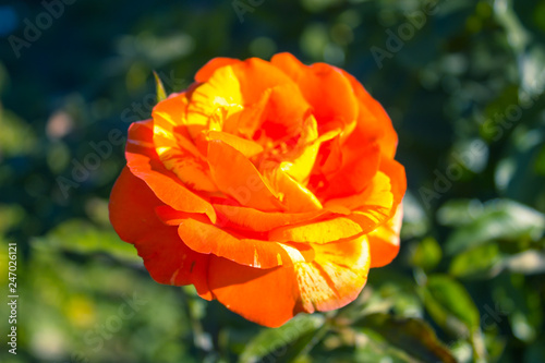 Orange rose blooming on the green nature background