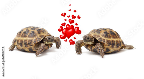 Two land tortoises on a white background. Valentine's Day. Love. Couple.