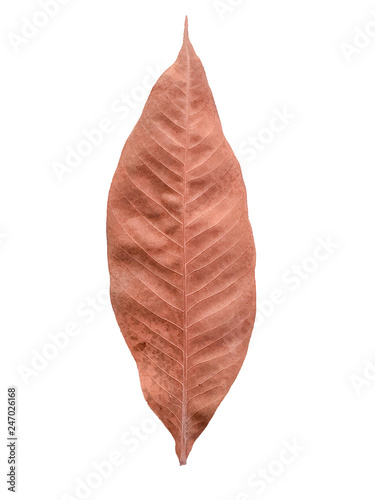 Dry leaves isolated on white background