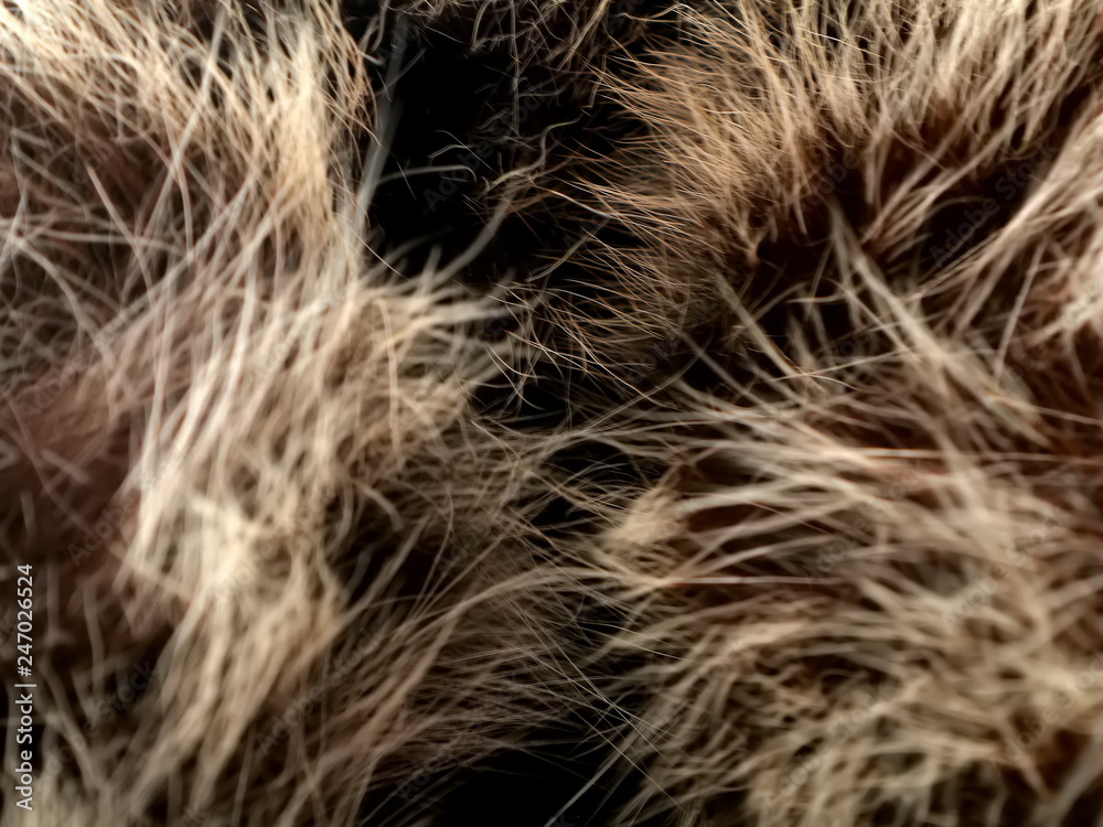 Texture of gray wolf hair fur. Texture of fur. Wool of wolf. Wool of dog. Texture of gray wolf hair fur. Texture of fur. Wool of wolf. Wool of dog.