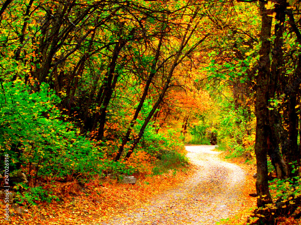 autumn road in the forest