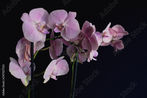 The branch of pink orchids on a black background