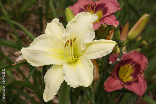 daylily white with group