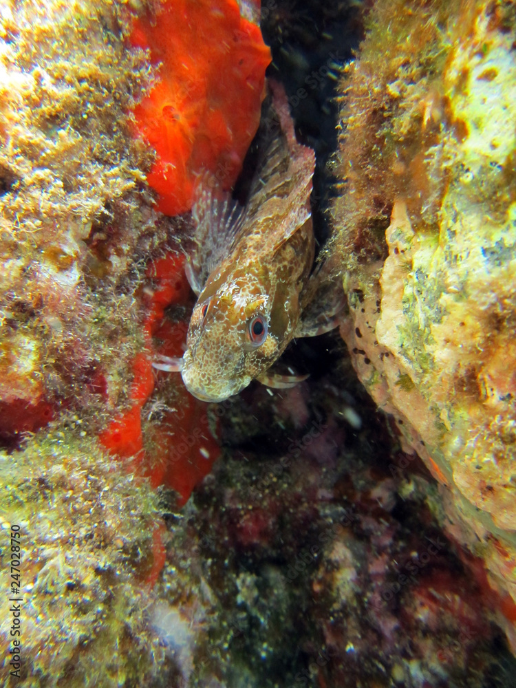 Fotografie Underwater scene with sand seabed