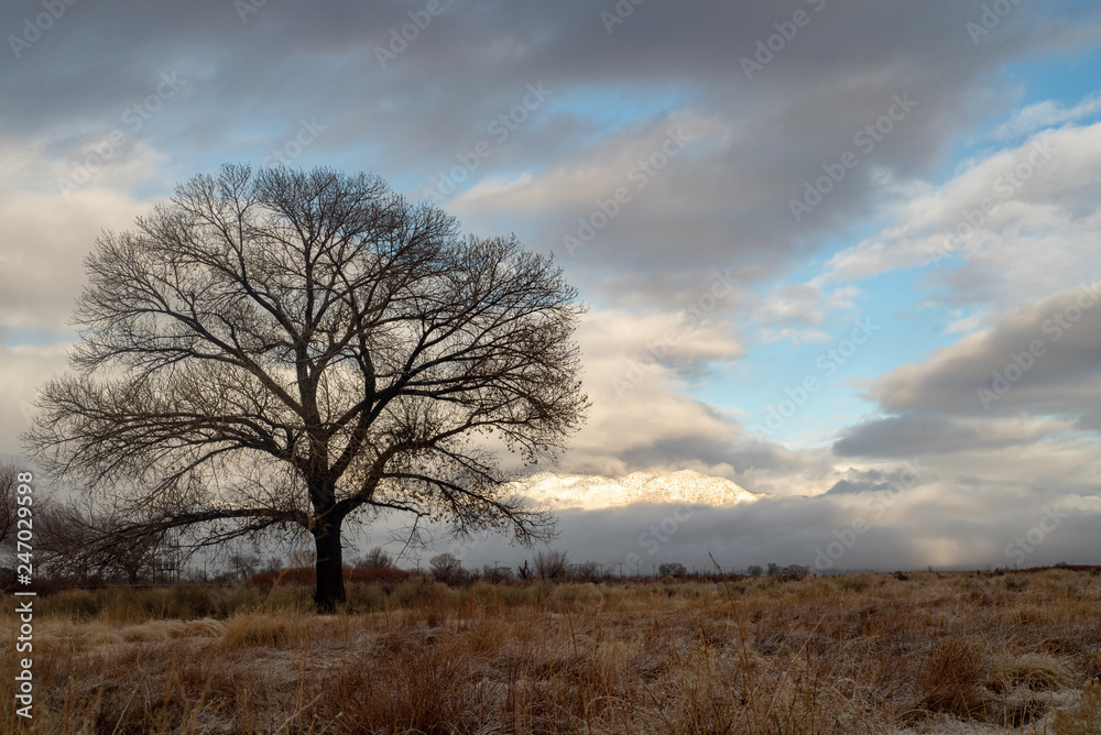 bare tree winter landscape brown grass desert valley clouds over mountain range