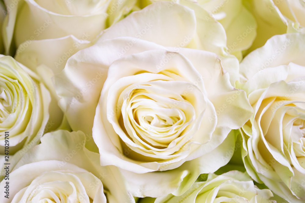 White and pink roses flower bouquet White and pink roses flower bouquet