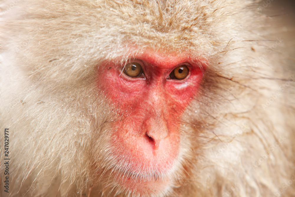 nature and wildlife concept - japanese macaque or snow monkey in hot spring of jigokudani park nature and wildlife concept - japanese macaque or snow monkey in hot spring of jigokudani park