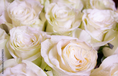 White and pink roses flower bouquet