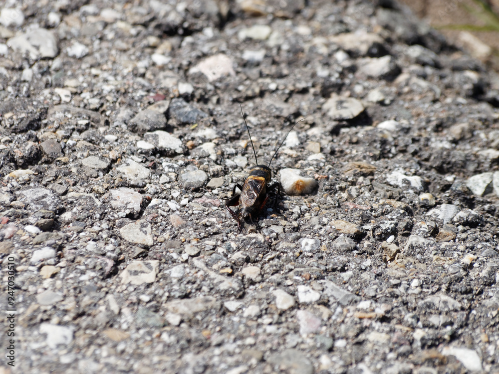 Acheta domestica - Le grillon domestique