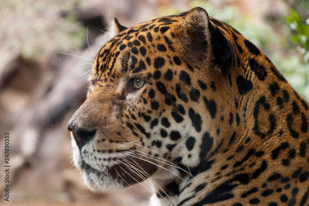 Leopard looks in front of him Leopard looks in front of him