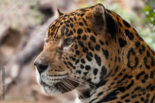 Leopard looks in front of him © Uladzimir