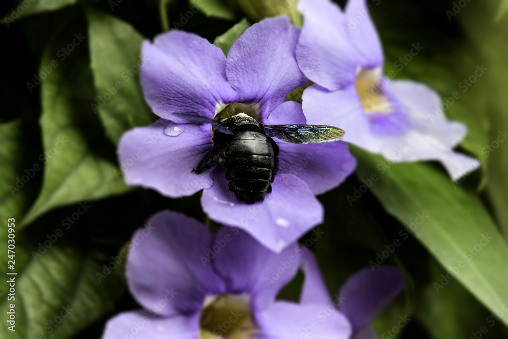 Bee on a flower Bee on a flower