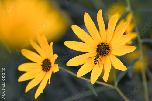 helianthus with insect