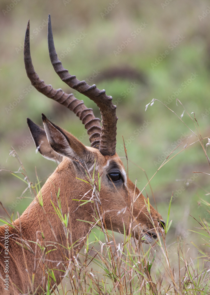 Portrait of an Impala Antilope in the savannah of South africa