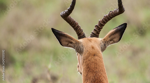 Portrait of an Impala Antil...