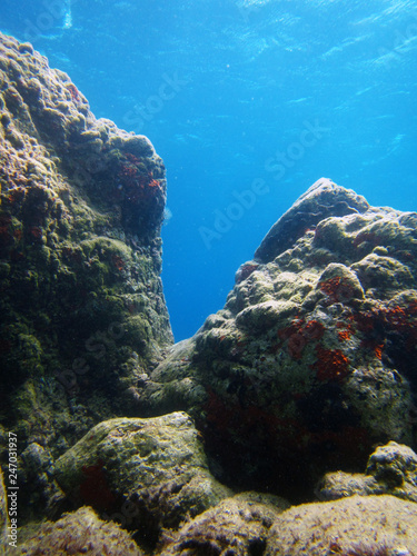 Fototapeta Naklejka Na Ścianę i Meble -  underwater landscape 