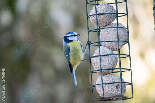 Blue Tit