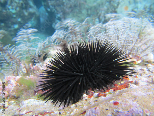 Sea urchin in beautifull background