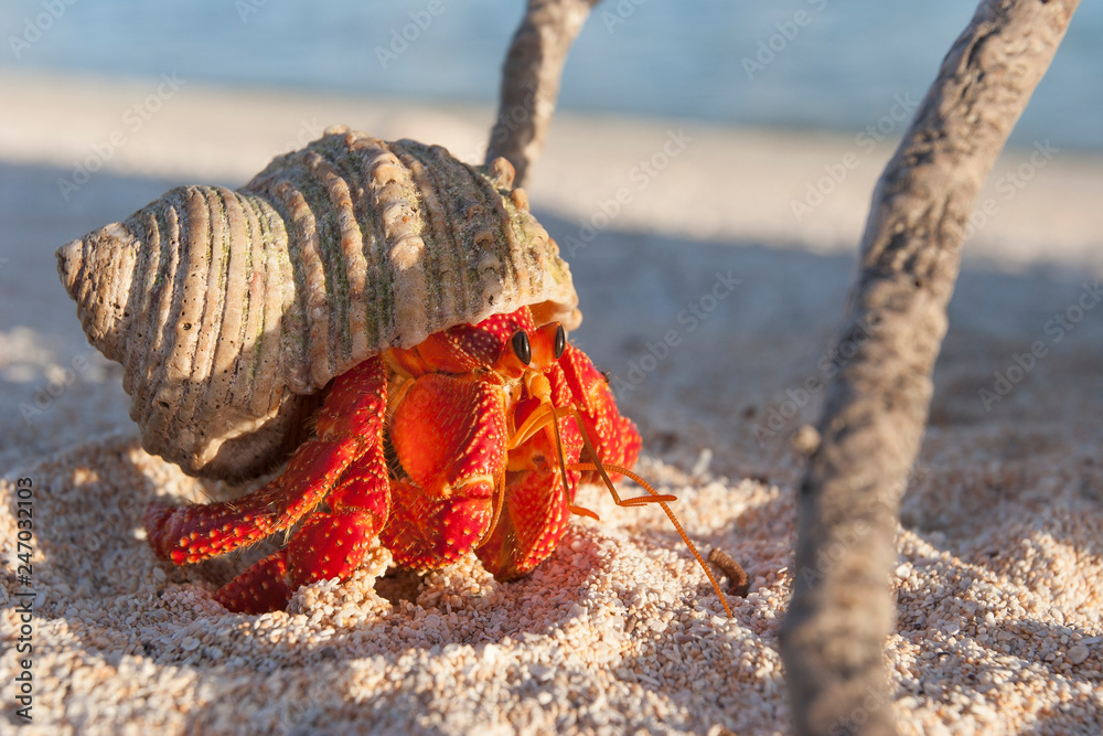 Hermit crab, so called coconut crab, carrying her new house at the beach of Makemo atoll, Tuamotus archipelago, French Polynesia,France