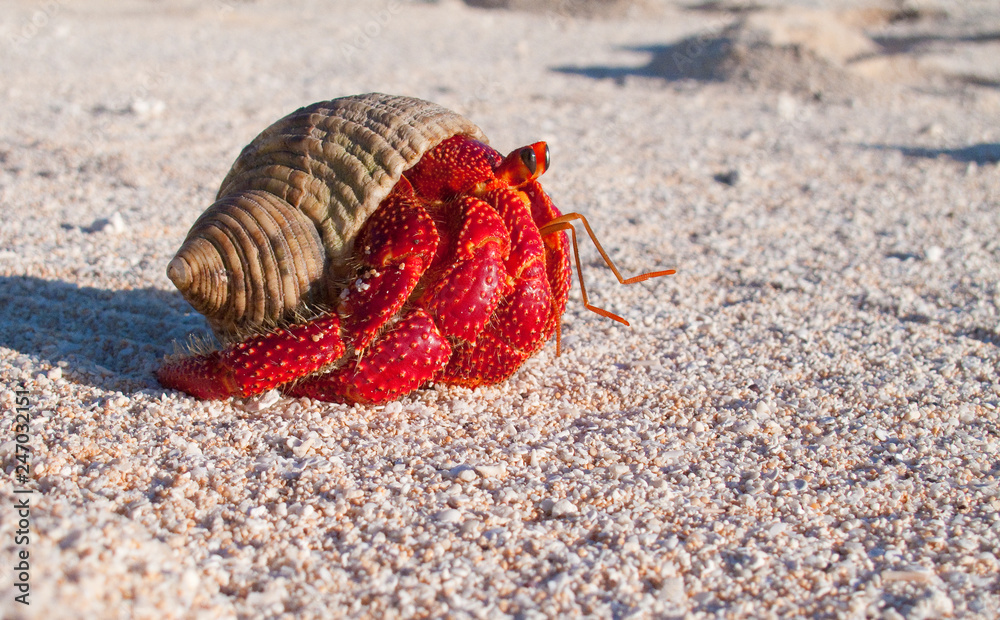Hermit crab, so called coconut crab, carrying her new house at the beach of Makemo atoll, Tuamotus archipelago, French Polynesia,France Hermit crab, so called coconut crab, carrying her new house at the beach of Makemo atoll, Tuamotus archipelago, French Polynesia,France