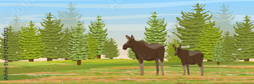 The female elk and her cub in a meadow near the spruce forest. Wild animals of Eurasia, Scandinavia, Canada and America. Realistic Vector Landscape
