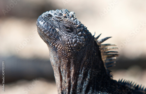 iguana, endemic reptile on ...