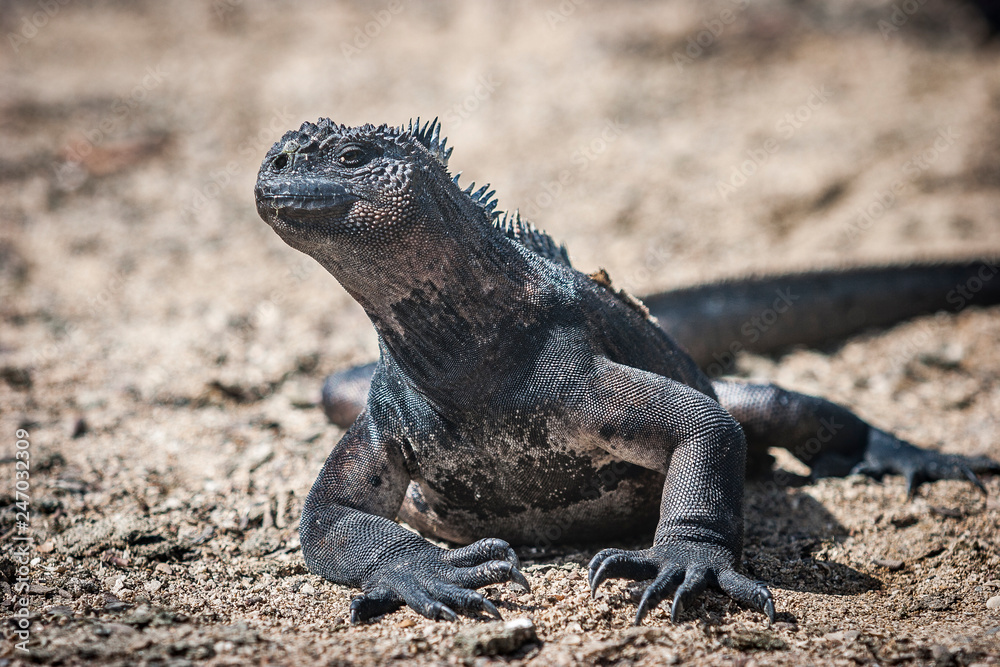 iguana, endemic reptile on the Galapagos Islands, Ecuador , pacific iguana, endemic reptile on the Galapagos Islands, Ecuador , pacific