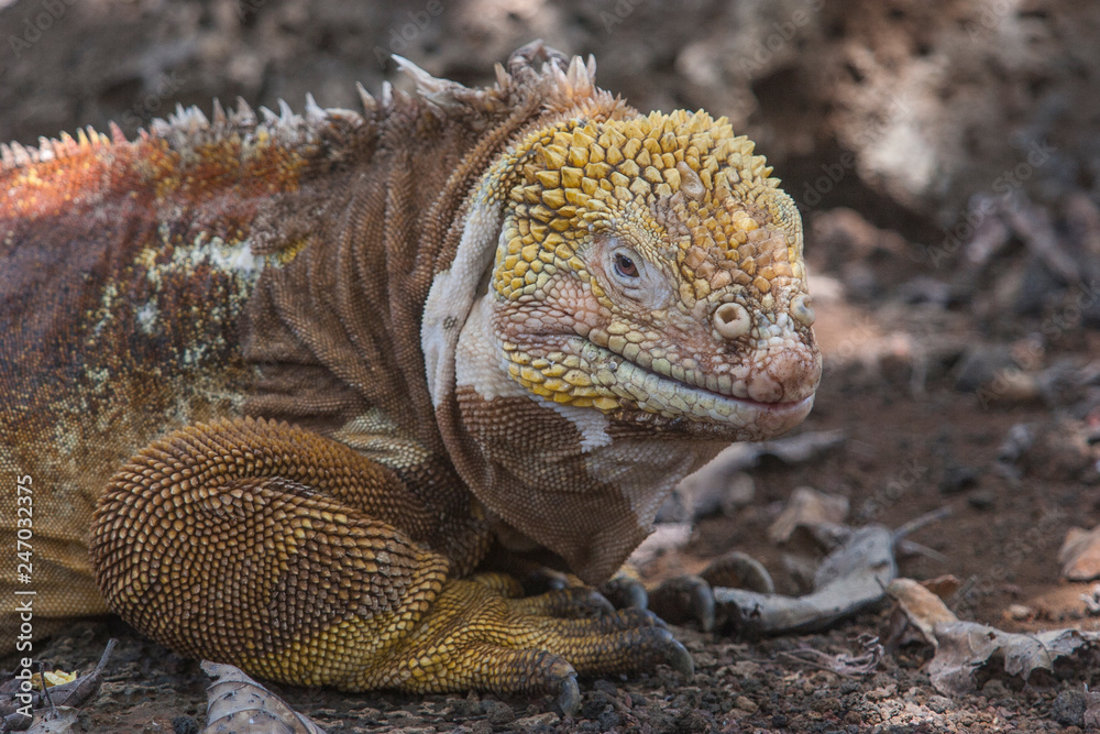 Obraz premium iguana, endemic reptile on the Galapagos Islands, Ecuador , pacific