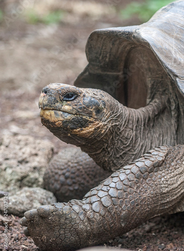 giant turtle on Galapagos Island Mindelo © Uwe