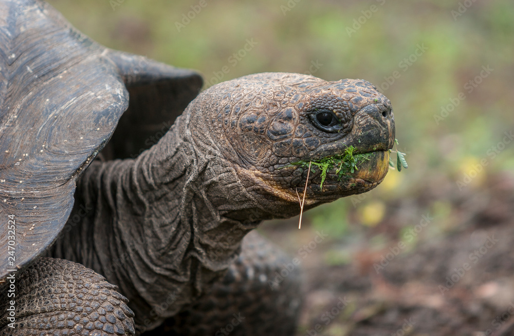 giant turtle on Galapagos Island Mindelo giant turtle on Galapagos Island Mindelo