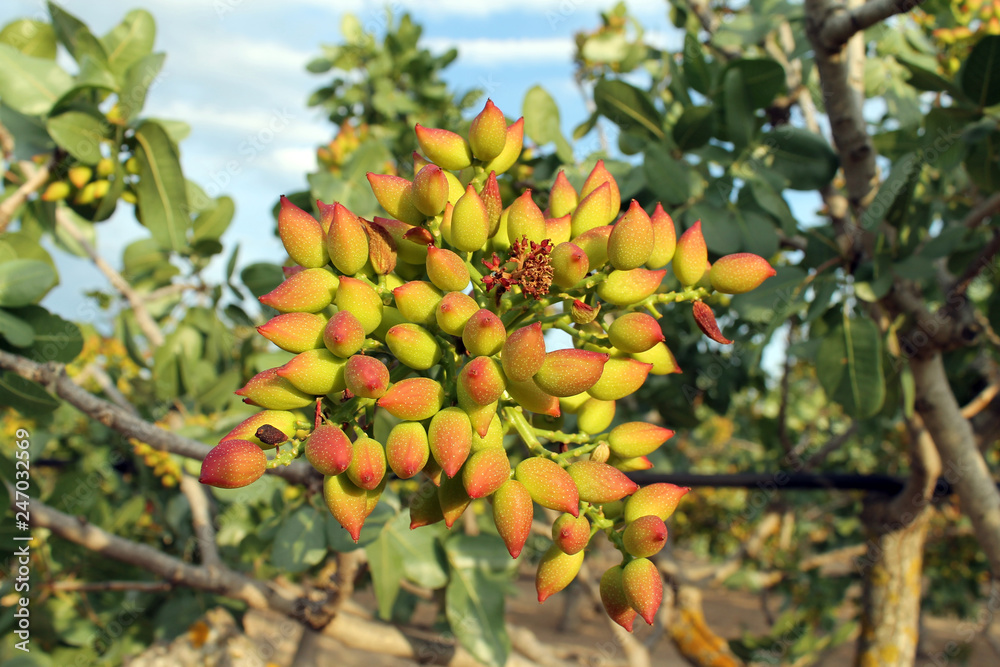 Aegina island Pistachio Tree Aegina island Pistachio Tree