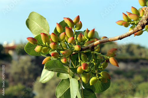 Aegina island Pistachio Tree