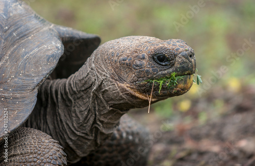 giant turtle on Galapagos Island Mindelo