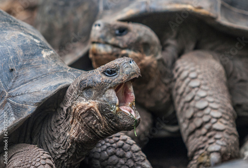 giant turtle on Galapagos I...