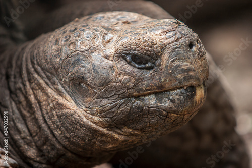 giant turtle on Galapagos Island Mindelo