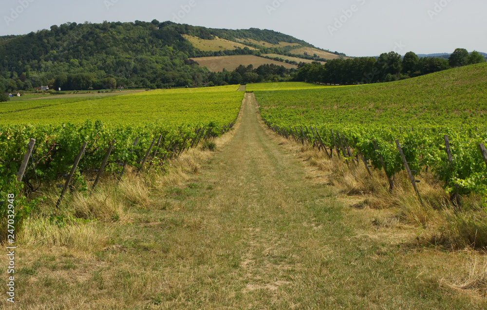 Vineyard in Surrey, England