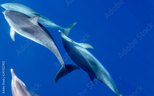 Bottle nose dolphins flying in the clear water of the atlantic ocean photo