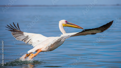 pink Pelicans in Walfish Ba...