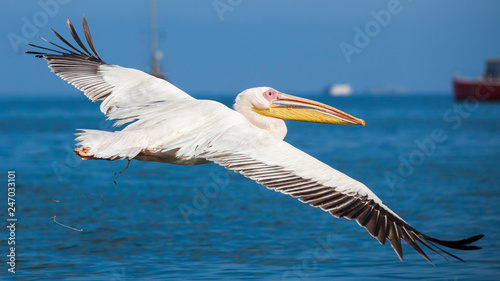 pink Pelicans in Walfish Ba...