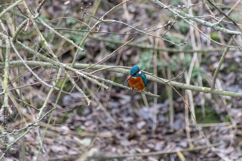 Kingfisher (Alcedo atthis) hunting fish in the perched on winter tree branches. Early signs of spring with some branches having tree buds © Anders93