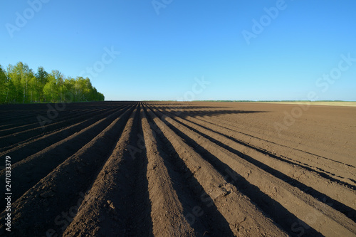 Sown potato field