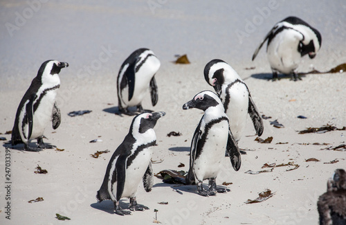 Jackass Penguin colony near...