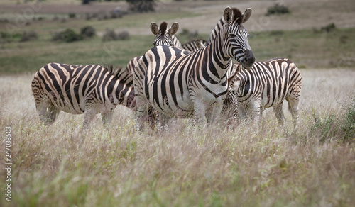 Zebra herd in the south african savannah