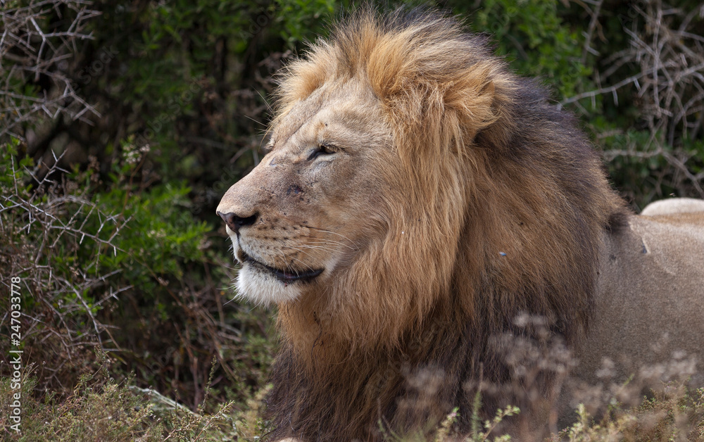 male lion in umfolozi National Par, South Africa male lion in umfolozi National Par, South Africa