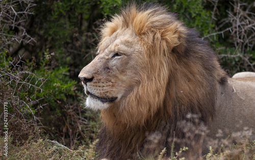 male lion in umfolozi National Par, South Africa photo